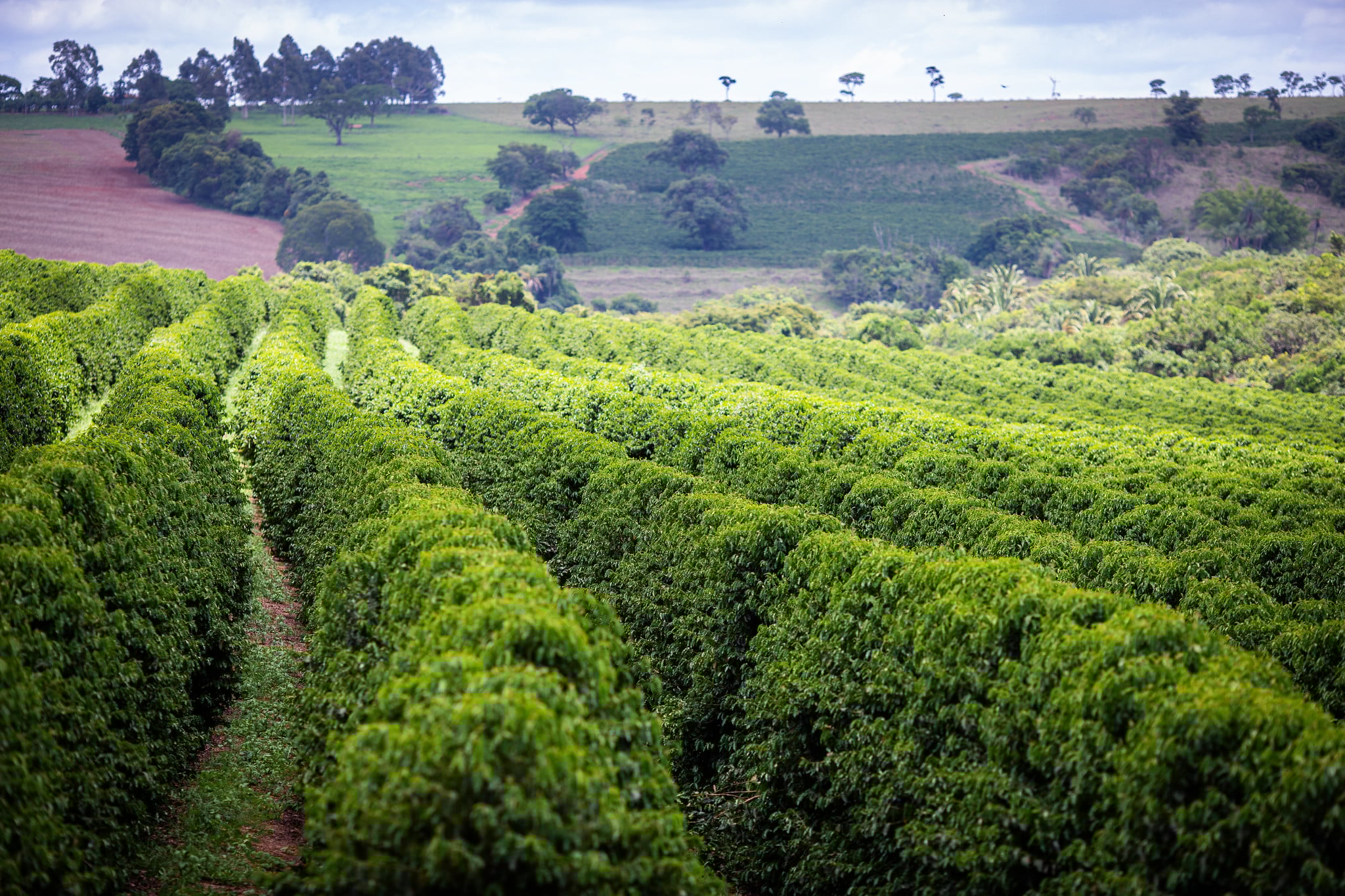Café reage no fim do dia e arábica dispara mais de 600 pontos enquanto...