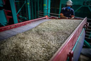 Café opera sem direção única e mercado trava com pressão da safra brasileira...