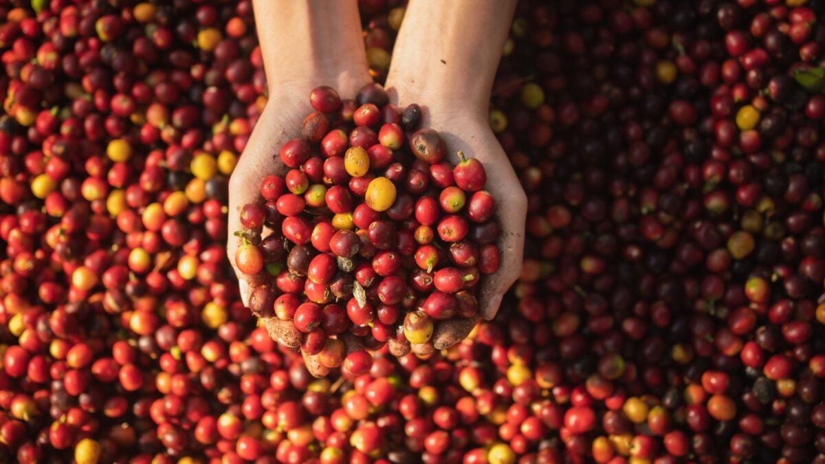 Cientistas Brasileiros Desenvolvem Novas Variedades de Café para Enfrentar Desafios Climáticos.