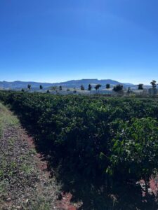 Cooxupé lidera iniciativa inédita no Brasil e viabiliza venda de créditos de carbono no café