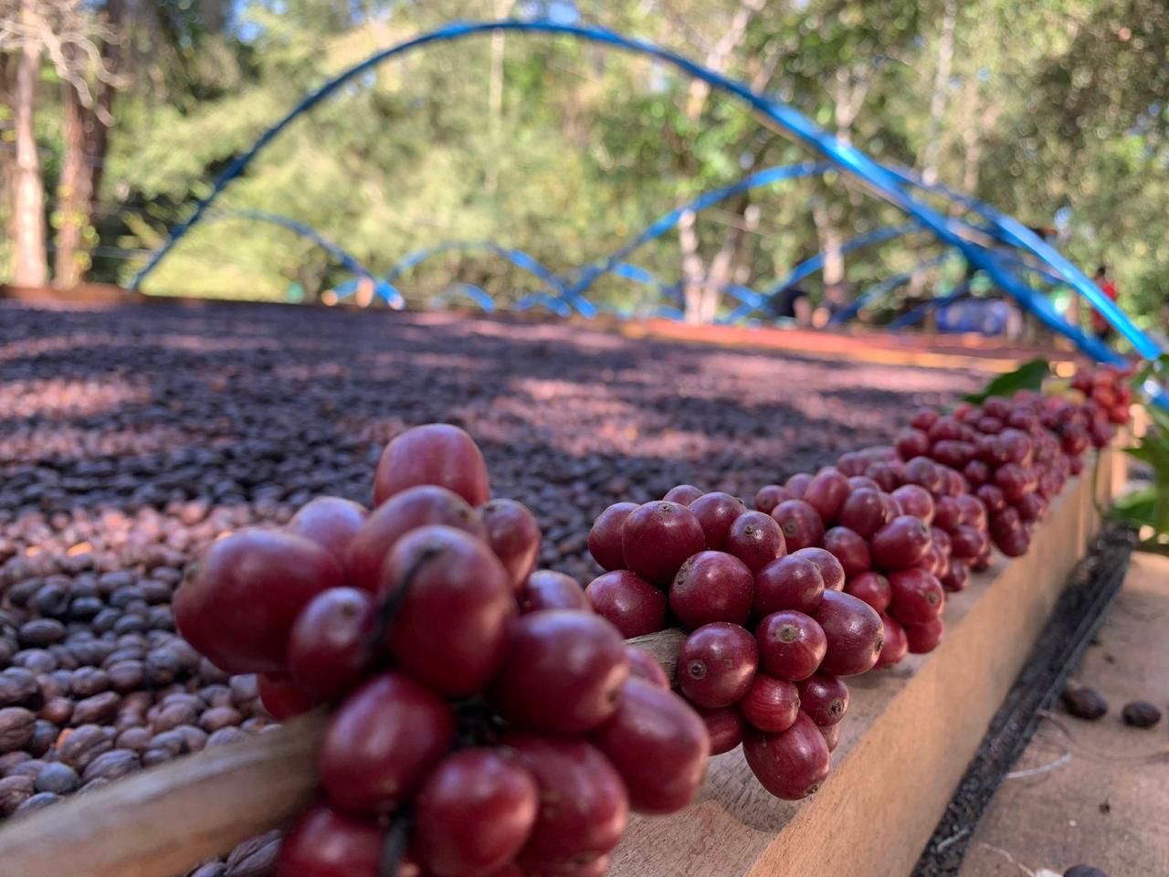 Cotações do café despencam novamente no Vietnã.