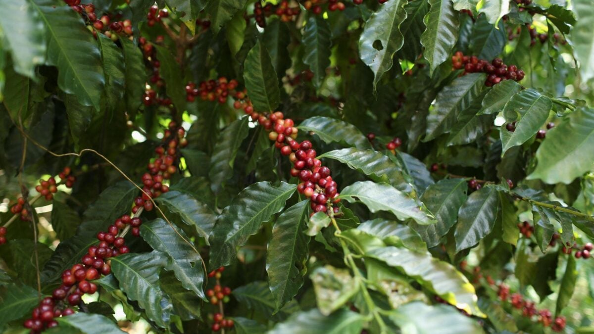 Superávit Global na Produção de Café Pode Chegar a 10 Milhões de Sacas em 2026