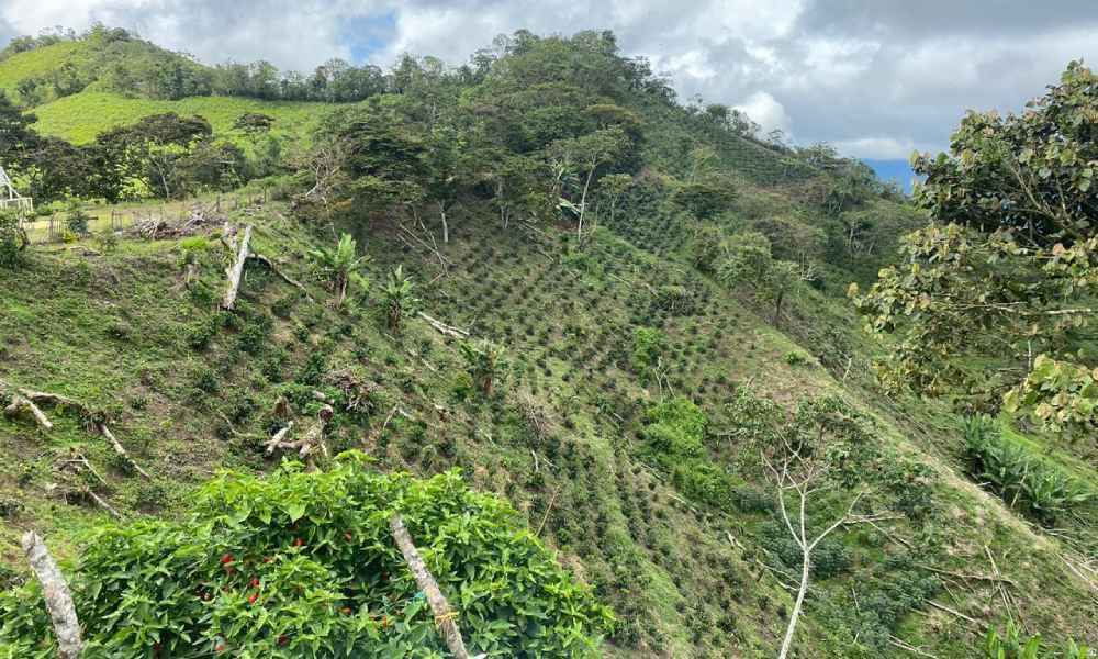 O café está subindo a montanha. E o Brasil precisa correr atrás
