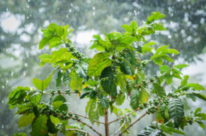Chuvas e irregularidade climática impactam desenvolvimento do café no início de 2026