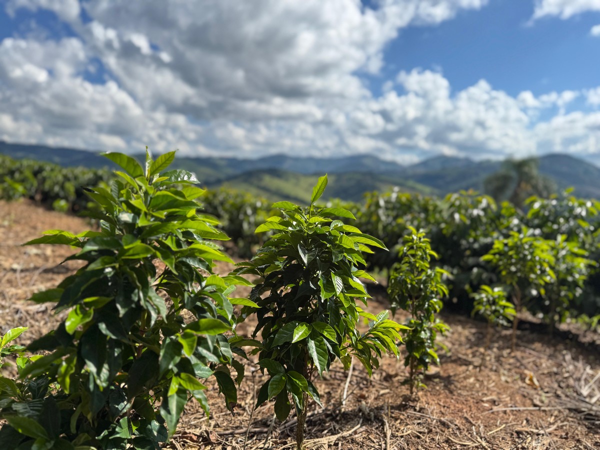 Produtor de Minas Gerais comercializa café especial por R$ 90 mil a saca.