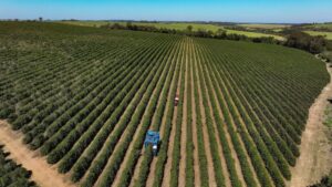 Safras Projeta Safra Recorde de 76 Milhões de Sacas de Café no Brasil para 2026/27