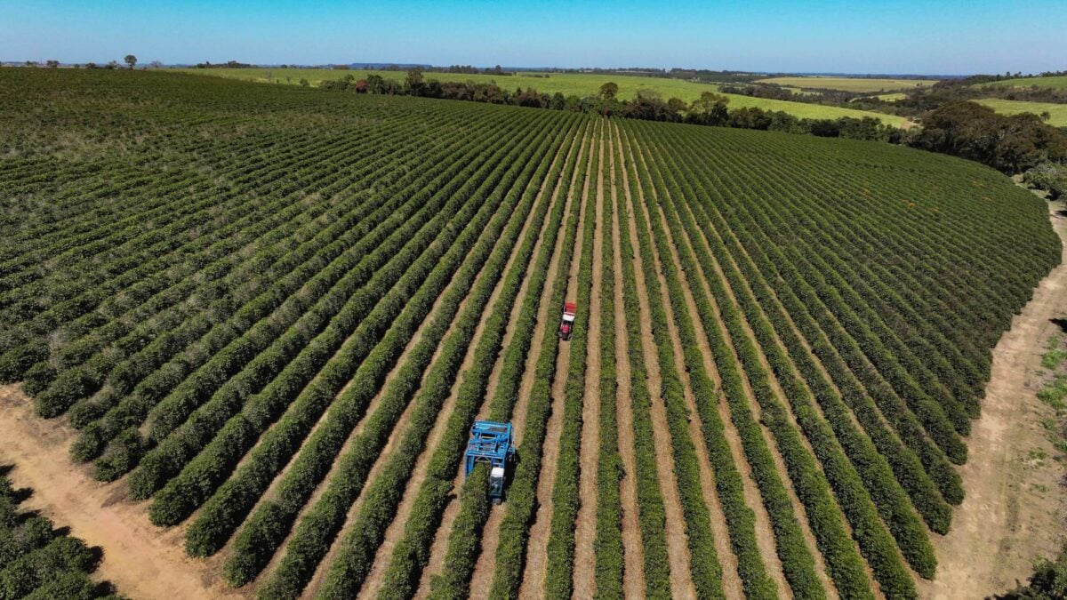 Safras Projeta Safra Recorde de 76 Milhões de Sacas de Café no Brasil para 2026/27