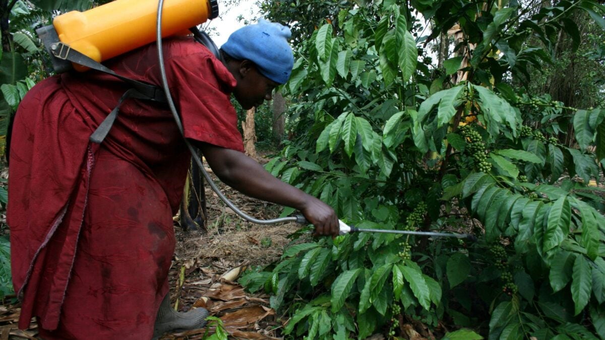 Uganda Aumenta em 17% suas Exportações de Café com Crescimento da Produção Interna