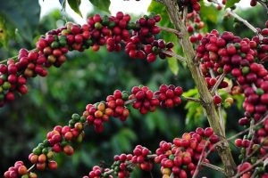 Café arábica: o grão que domina o mercado premium e responde por mais de 60%...