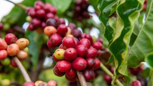 Café fecha em alta com preocupação de que El Niño possa afetar a próxima...