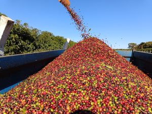 Café abre a terça-feira com altas moderadas e mercado atento à safra brasileira
