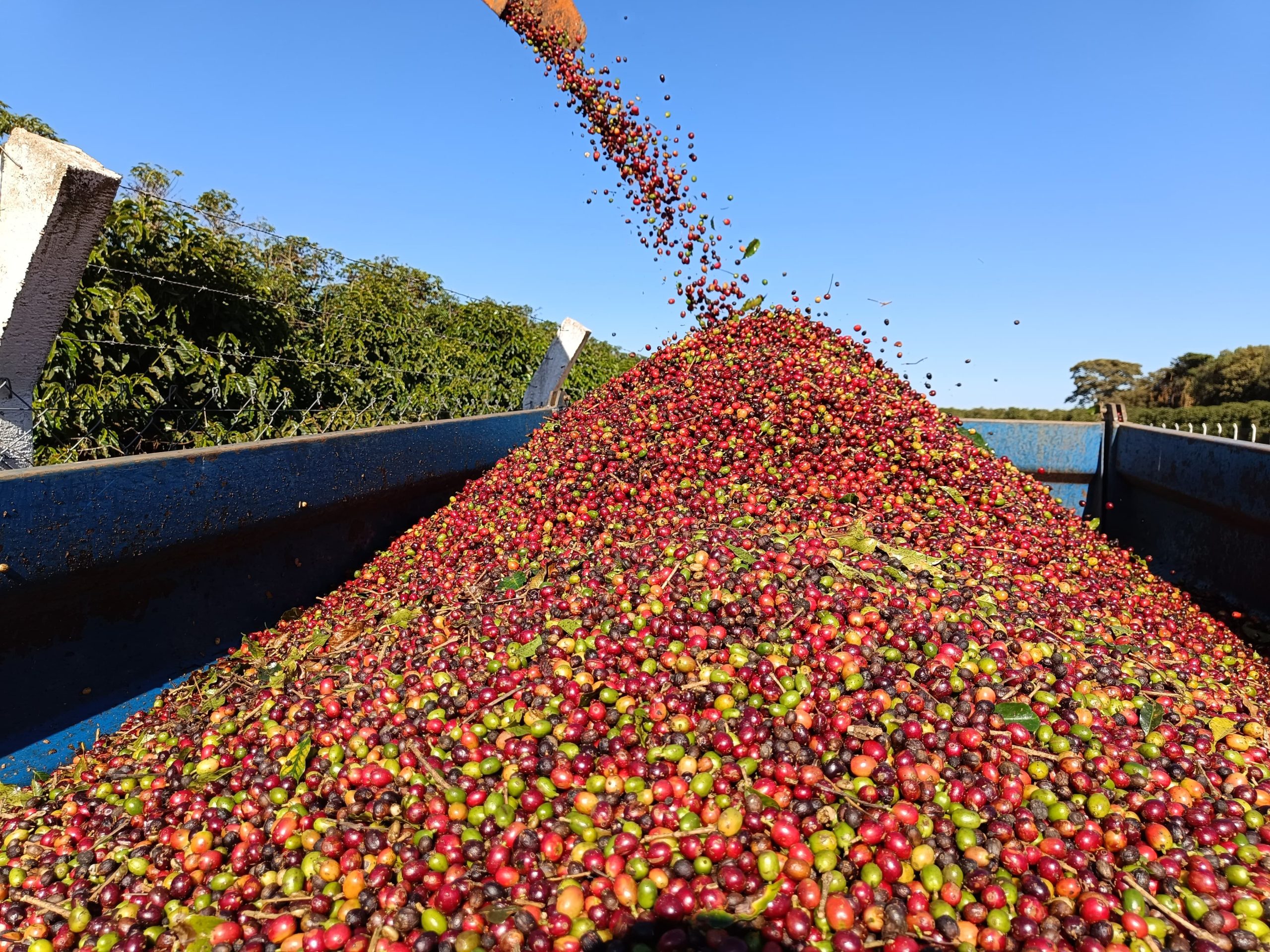 Café inicia a terça-feira com leves aumentos, enquanto mercado observa a colheita no Brasil.