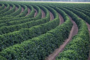 Café abre em queda nas bolsas, mas avanço da colheita no Brasil e...