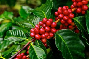 Café/Cepea: Chuvas limitam a colheita