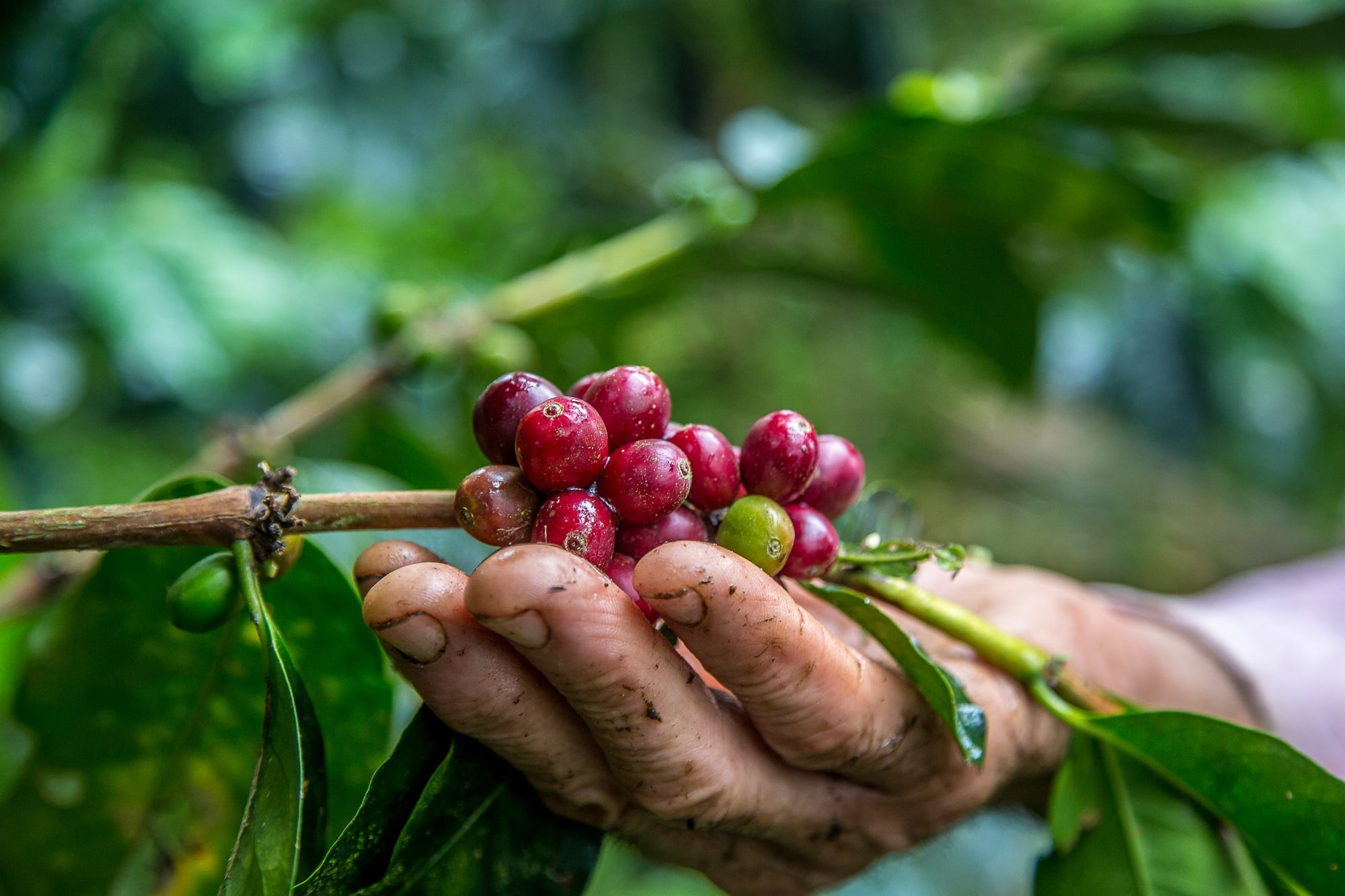 Café/Cepea: Preocupação entre cafeicultores devido às chuvas no início da colheita.