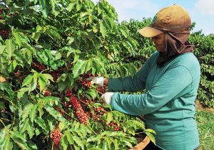 Chuvas atrapalham colheita do café e preços oscilam no Brasil