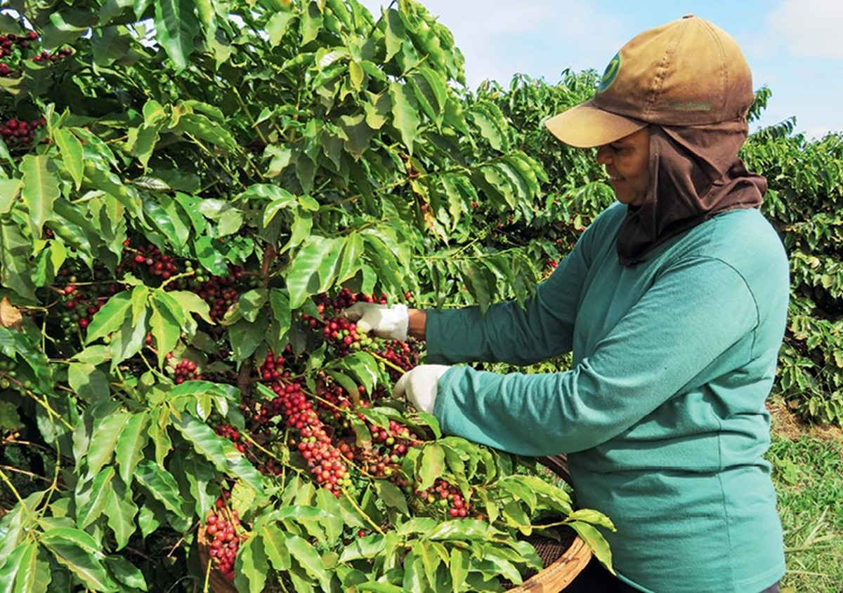 Chuvas prejudicam a colheita do café e provocam flutuações nos preços no Brasil.