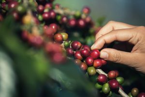 Produtor de café do Brasil avalia que nova safra ainda não bate 2020 e...
