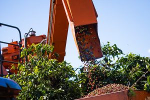 Colheita do café na região da Cooxupé chega a quase 9% da área