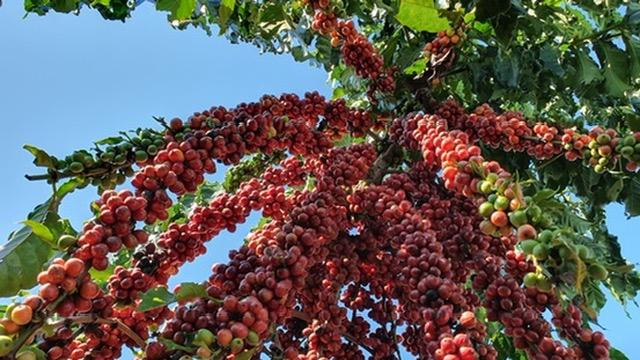 Café apresenta grande valorização nesta terça-feira e mercado retoma acompanhamento das ações dos fundos.