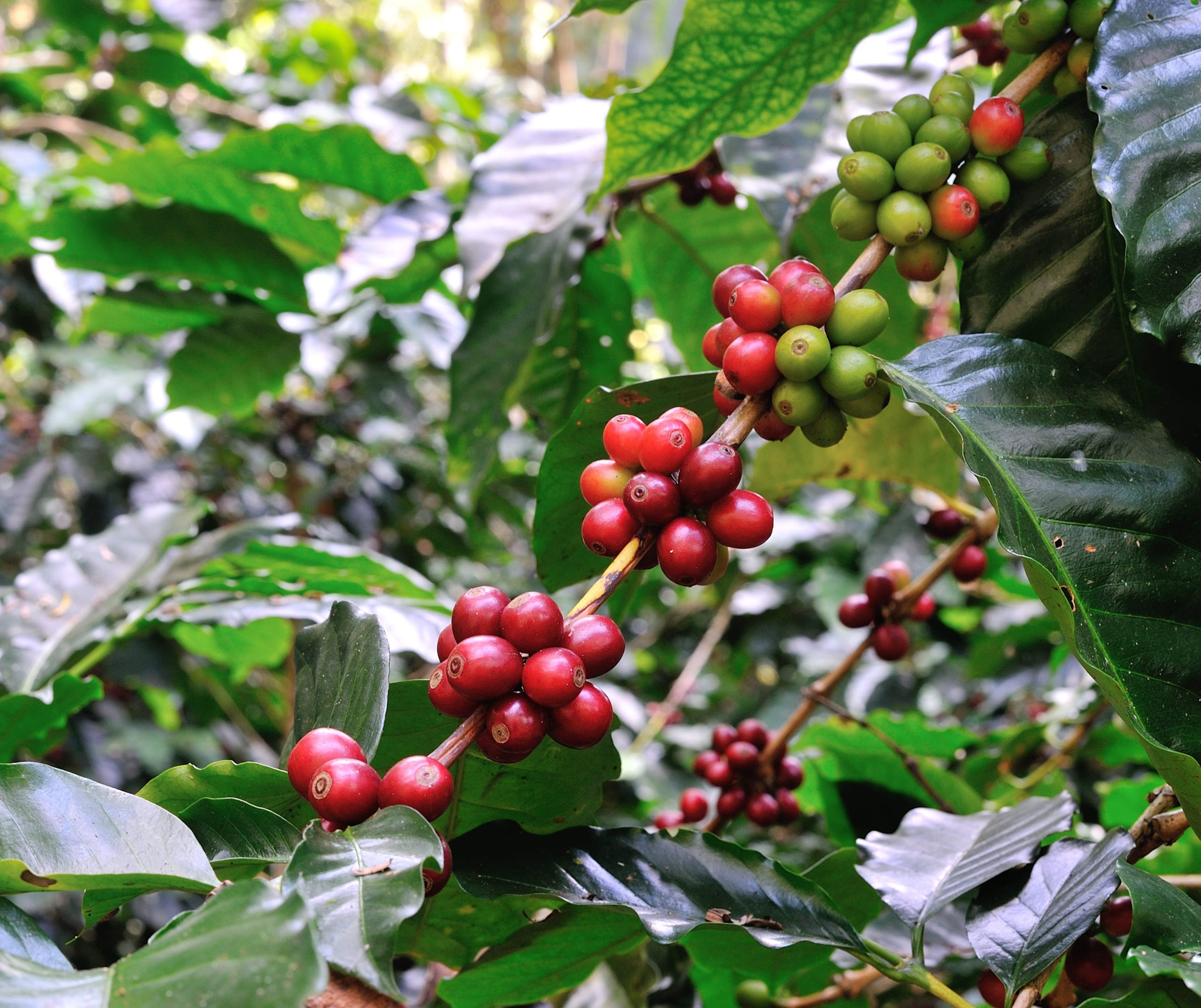 Café apresenta novas quedas em Nova York nesta quinta-feira, alcançando preços mais baixos em mais de um ano.