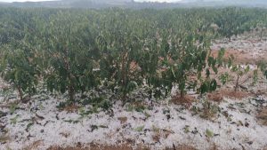Café inicia junho com mercado atento à colheita e ao clima nas regiões...