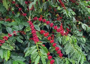 Café mantém tendência de queda em Nova York com aumento da oferta no Brasil