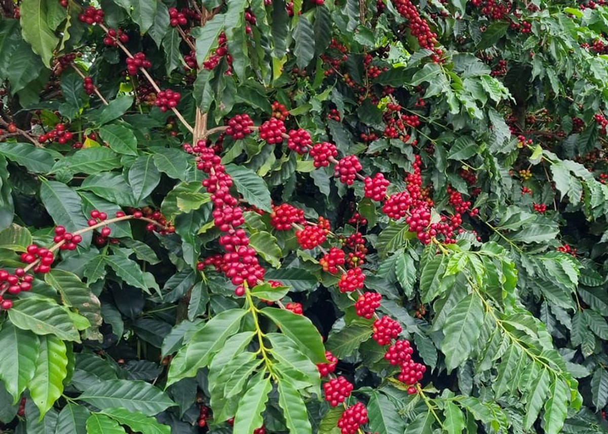 Café continua a descer em Nova York devido ao crescimento da oferta no Brasil.