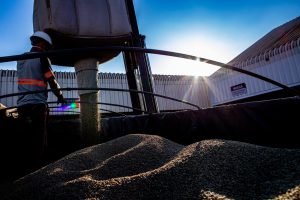 Café fecha em alta nesta 2ª com clima e colheita no radar do mercado