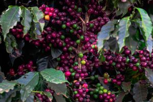 Café perde força no fim do pregão, mas clima no Brasil segue sustentando mercado