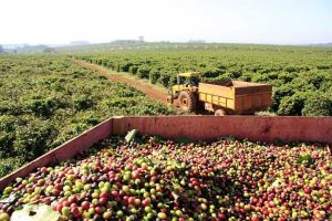 Café adulterado na mira: operação fecha empresas, apreende 82 toneladas de...