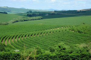 Café sobe 2% em NY com previsão de chuva em áreas do Brasil