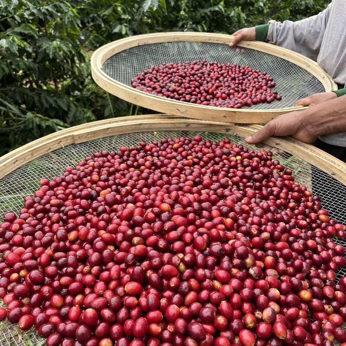 Café registra alta de 2% em Nova York enquanto investidores monitoram a colheita no Brasil.