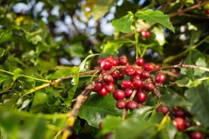 Café sobe em Nova York com atraso na colheita no Brasil
