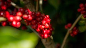 Café sobe na bolsa de Nova York após atraso na colheita do Brasil