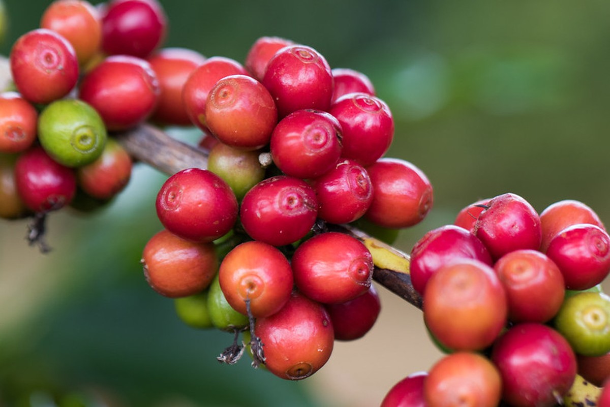 Café tem queda em Nova York devido à previsão de colheita histórica no Brasil.