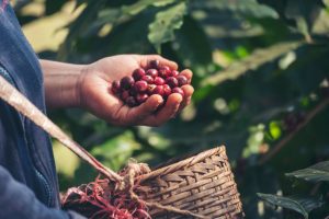 Café/Cepea: Colheita pressiona valor do arábica em maio