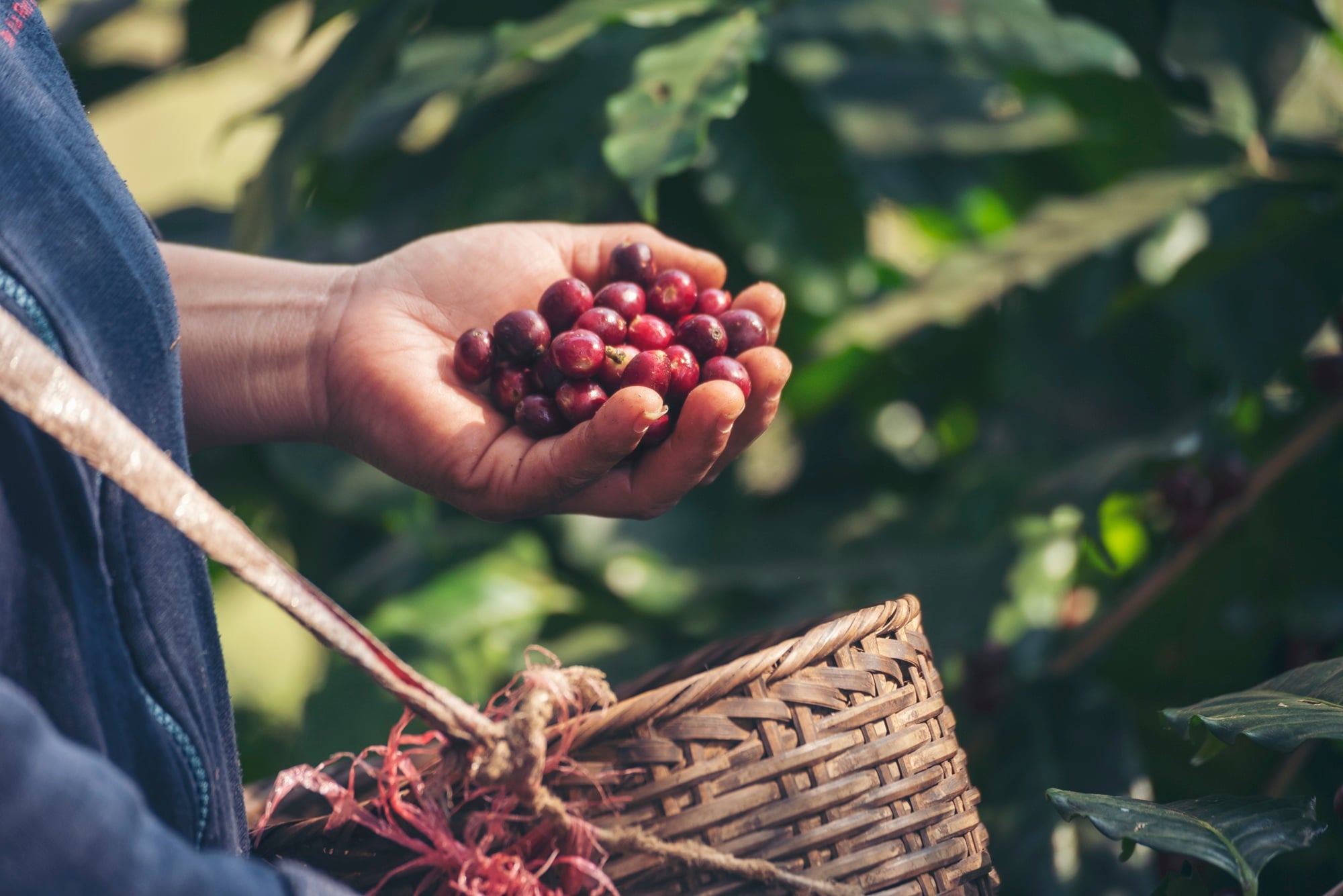 Café/Cepea: Colheita impacta o preço do arábica em maio