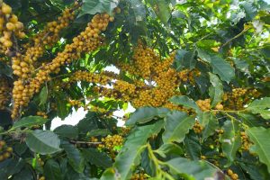 Cerrado Mineiro: colheita de café chega a 18% na área da Expocacer