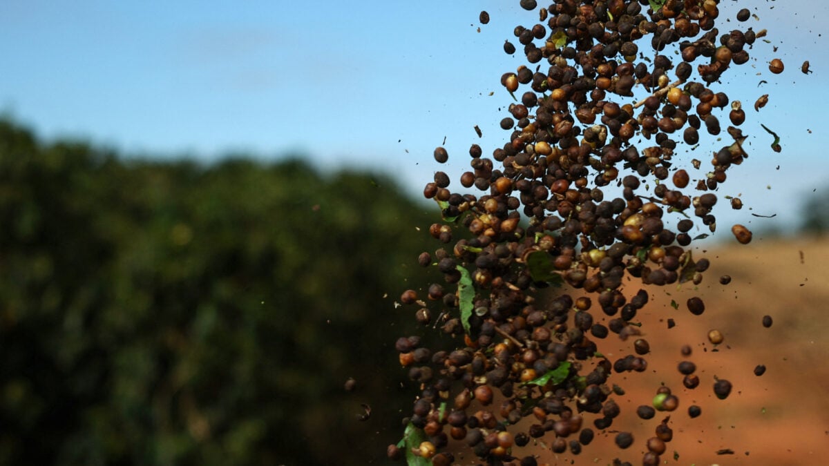 Colheita de Café da Cooxupé Avança para 20,1% da Área, Apesar dos Atrasos Causados pelas Chuvas