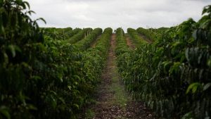 Colheita de Café Atinge 12% nas Áreas da Cooxupé, Menor Índice desde 2022