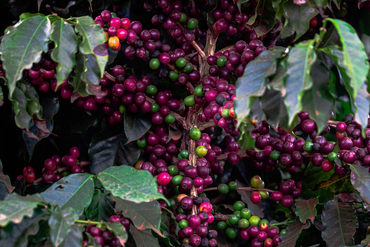 Colheita de café da Expocacer atinge quase 15% da área cultivada.