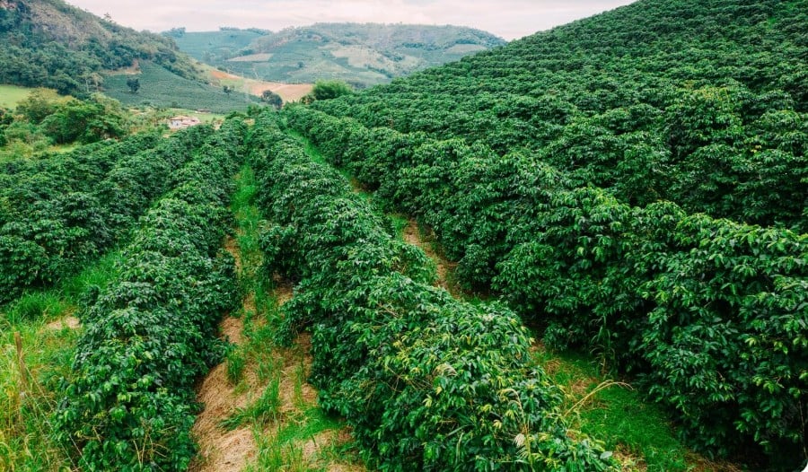 Colheita recorde se aproxima: café brasileiro pode alcançar novo marco em 2026.