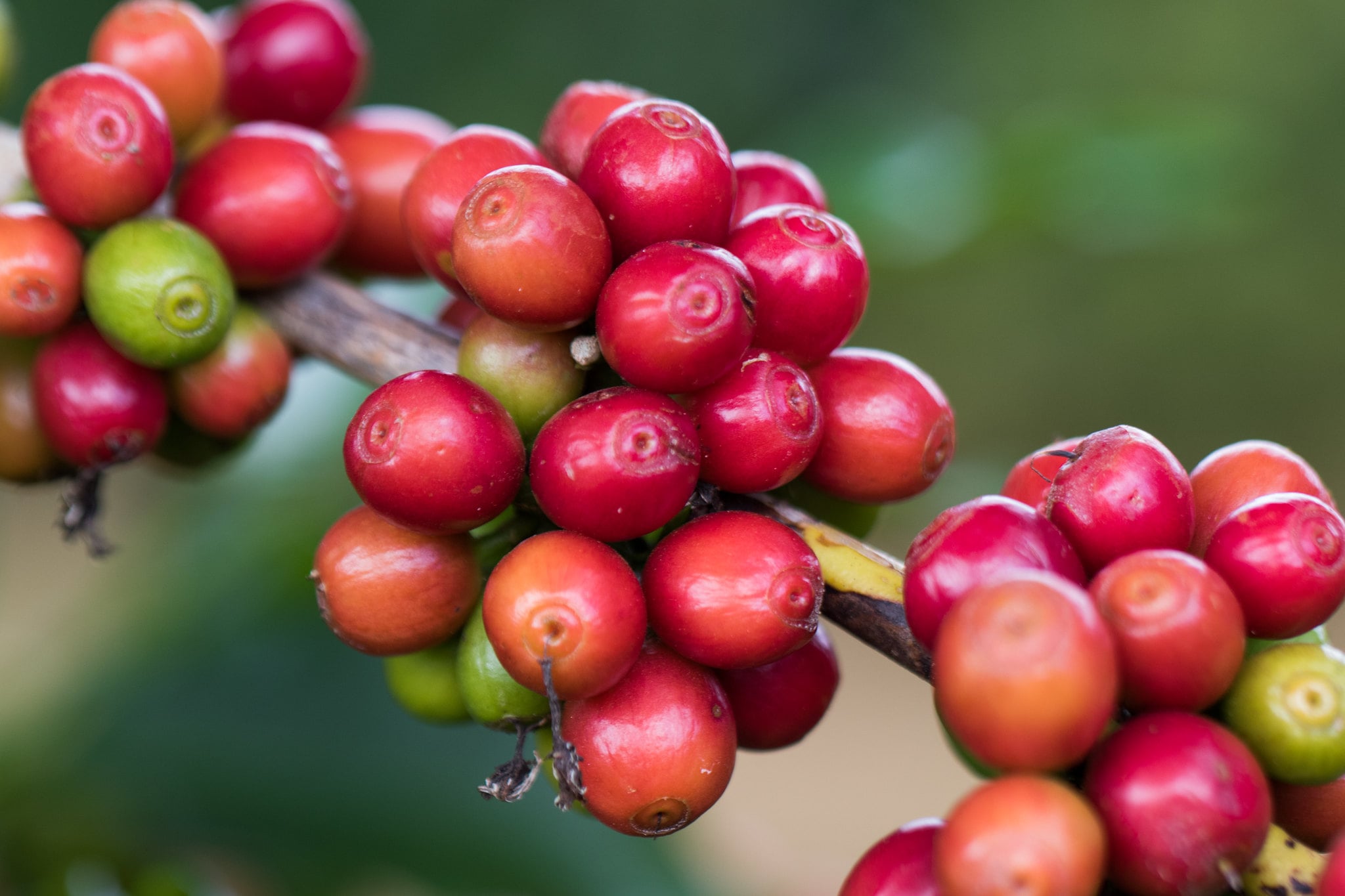 Condições climáticas influenciam o mercado e o preço do café sobe nesta terça-feira (23).