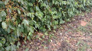 Lavouras de café danificadas pelo granizo? Confira orientações para a...