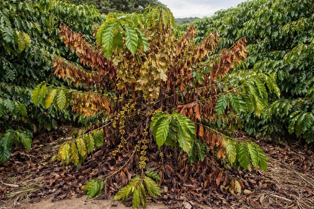 Doença silenciosa se espalha nos cafezais e pode dizimar plantações de café.