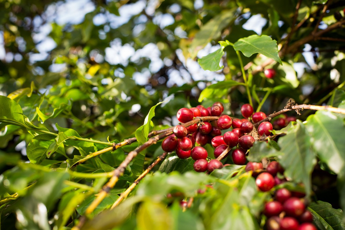 El Niño pode impactar as futuras colheitas de café nos países produtores.