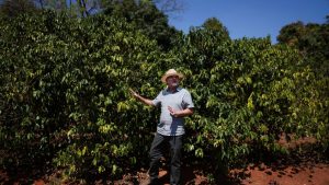 Embarques de Café Canéfora Sobem 193% e Impulsionam Exportações do Brasil em Maio