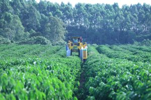 Nestlé amplia compras de café de fazendas com práticas de agricultura regenerativa