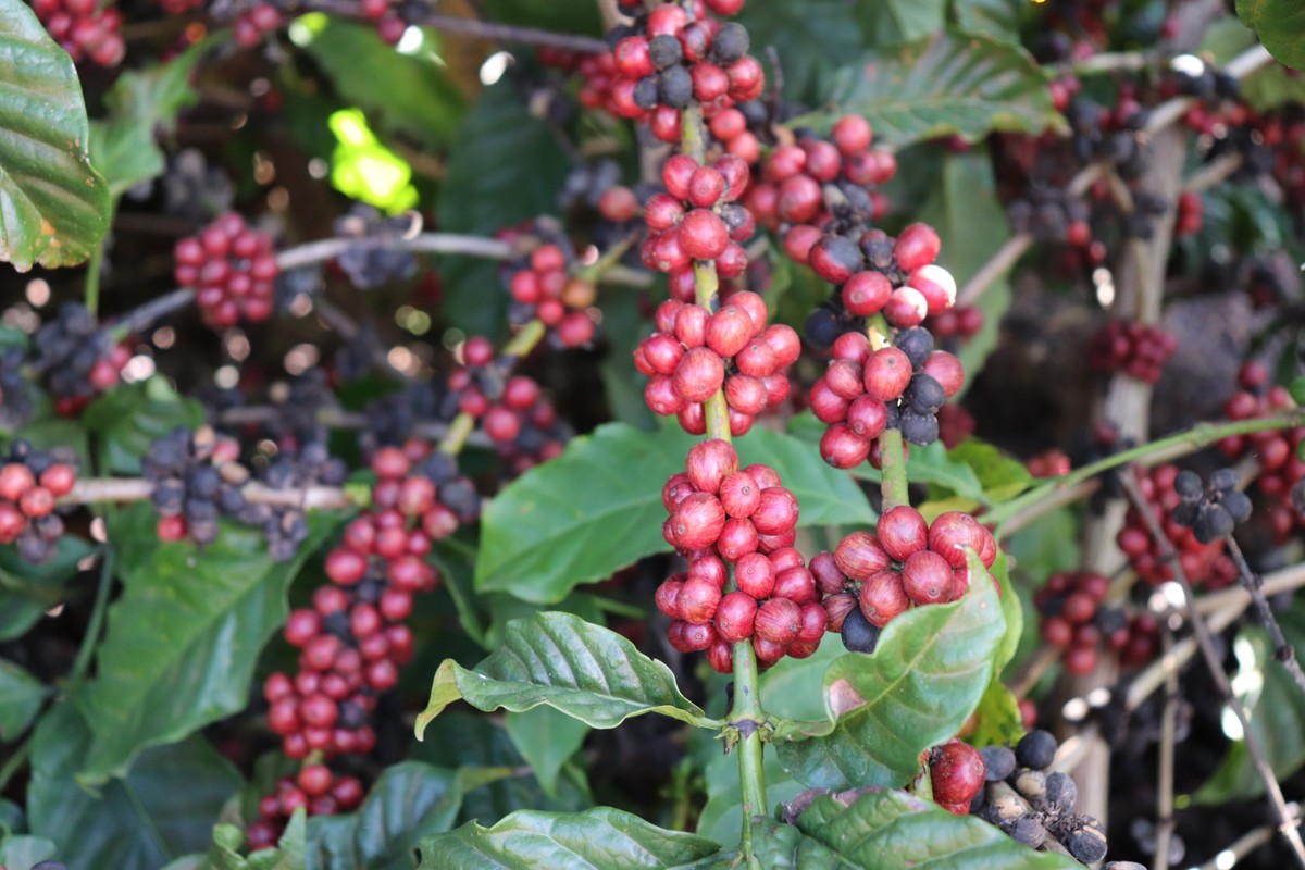 Redução na colheita de café conilon no Espírito Santo aumenta a cautela dos produtores.